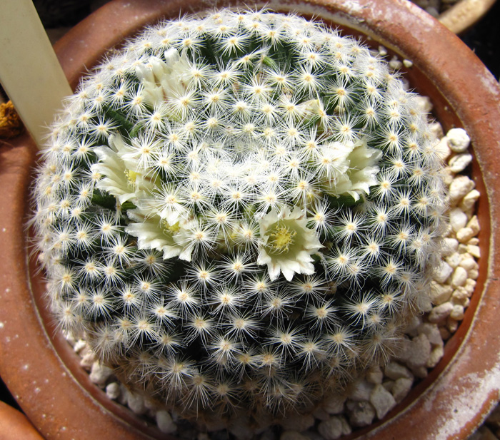 Mammillaria schiedeana ssp schiedeana